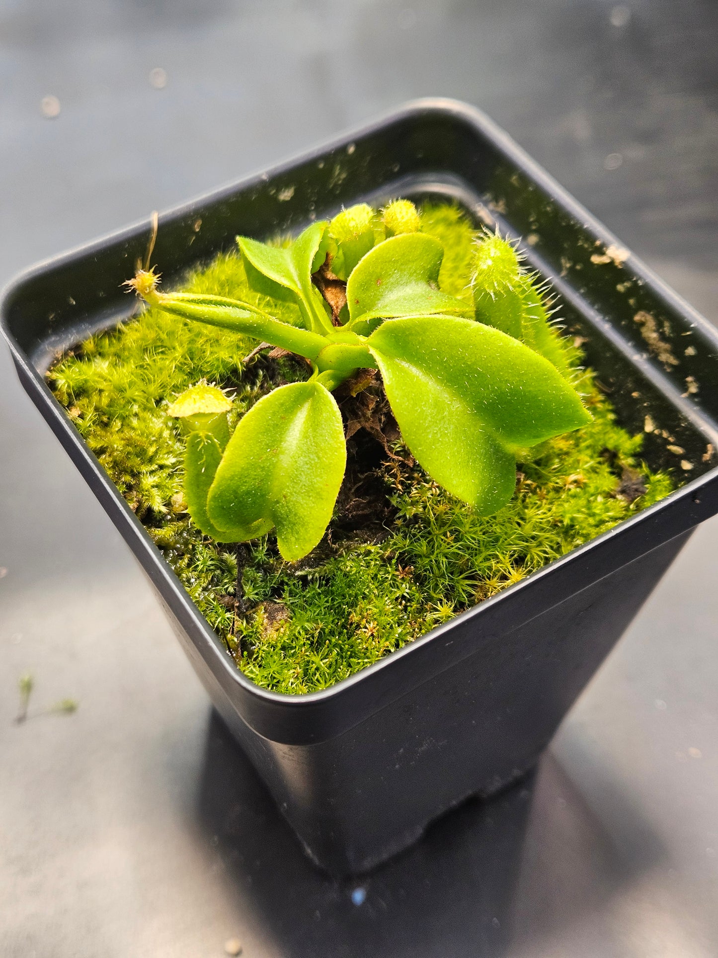 N. truncata (Giant x C)