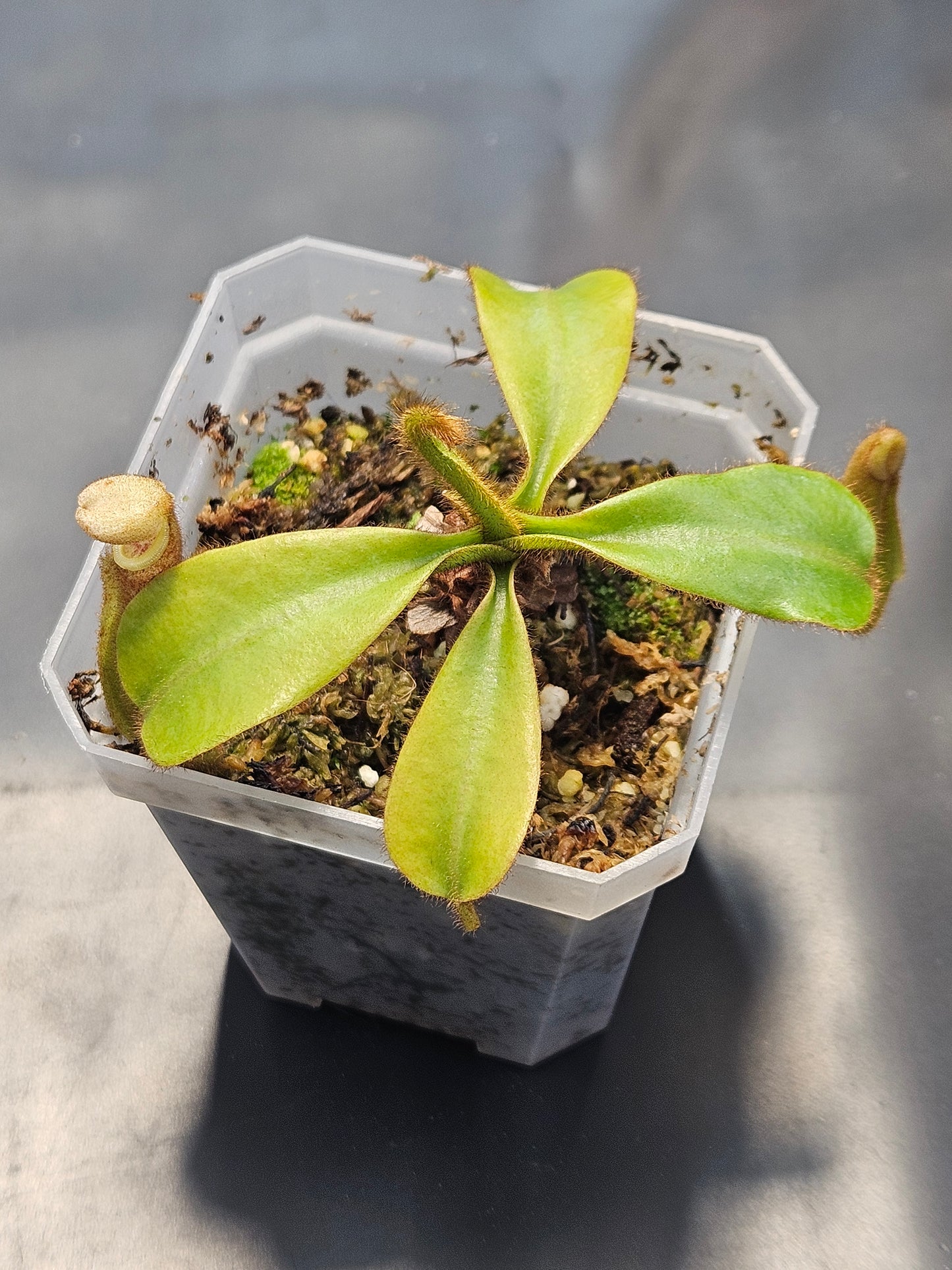 N. veitchii "Gunung Mulu"