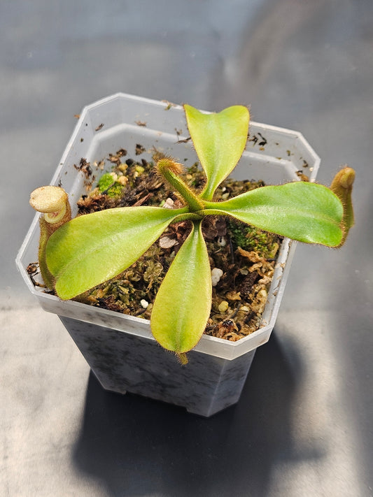 N. veitchii "Gunung Mulu"