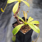 N. ventricosa x Tiveyi