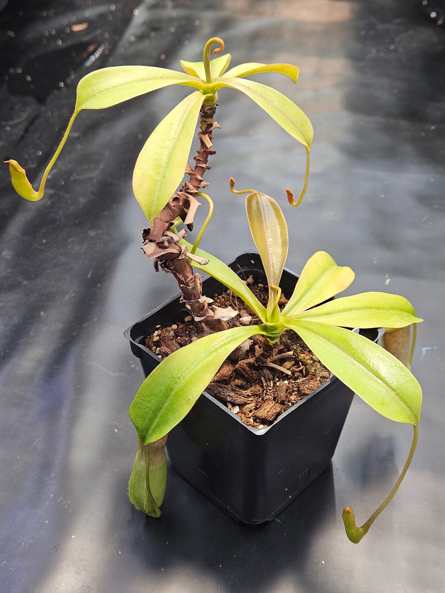 N. ventricosa x Tiveyi