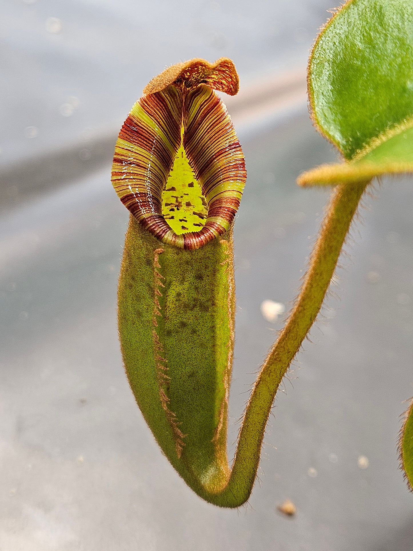 N. LVB x veitchii 'Candy Dreams'