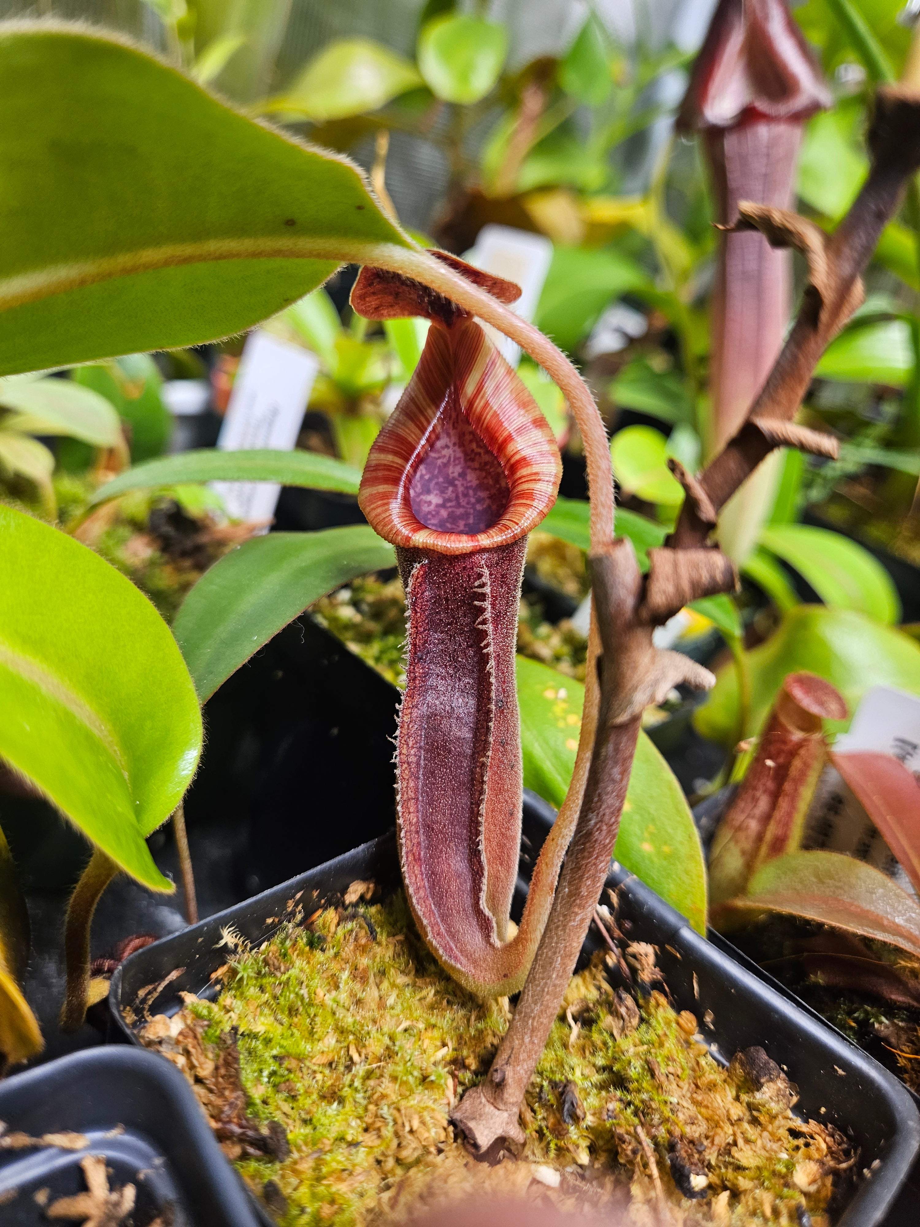 N. (lowii x veitchii) x boschiana) x trusmadiensis - Carnivorous