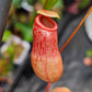 N. ventricosa (sibuyanensis x ventricosa)