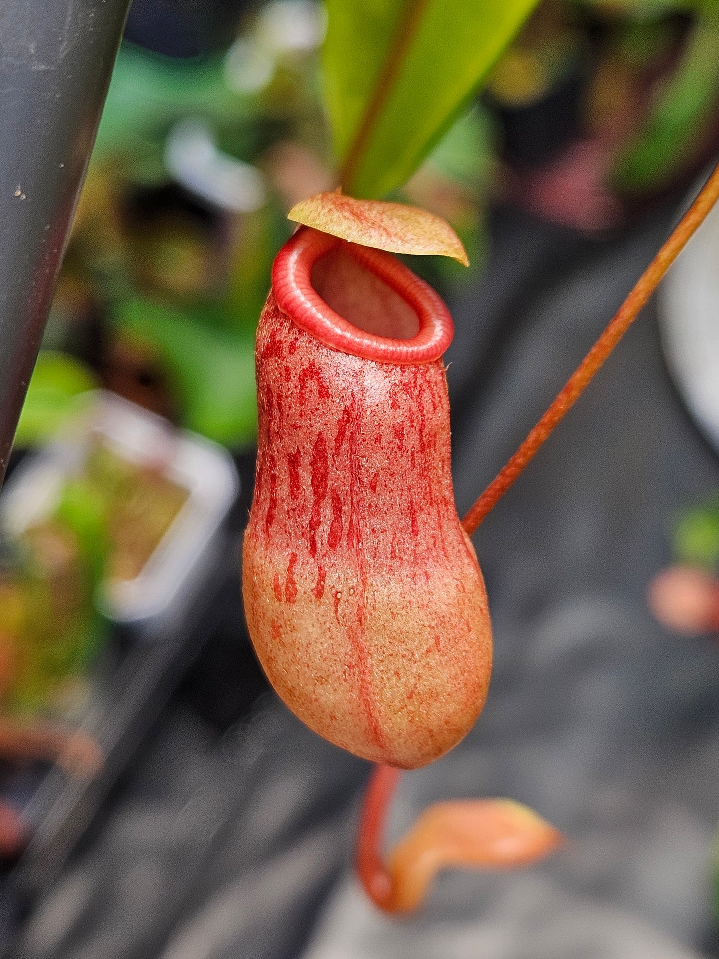 N. ventricosa (sibuyanensis x ventricosa)