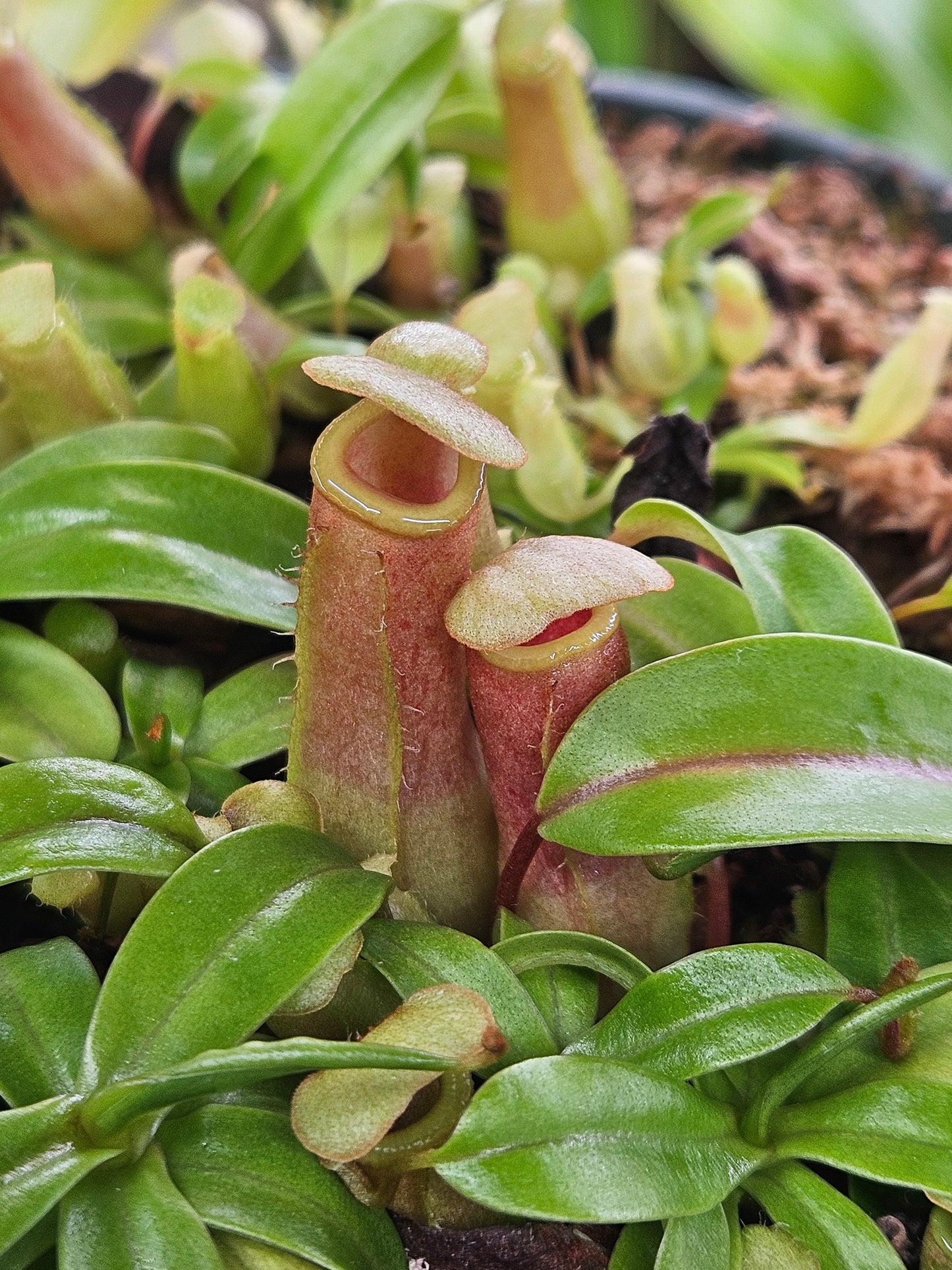 N. ventricosa (K x Red)