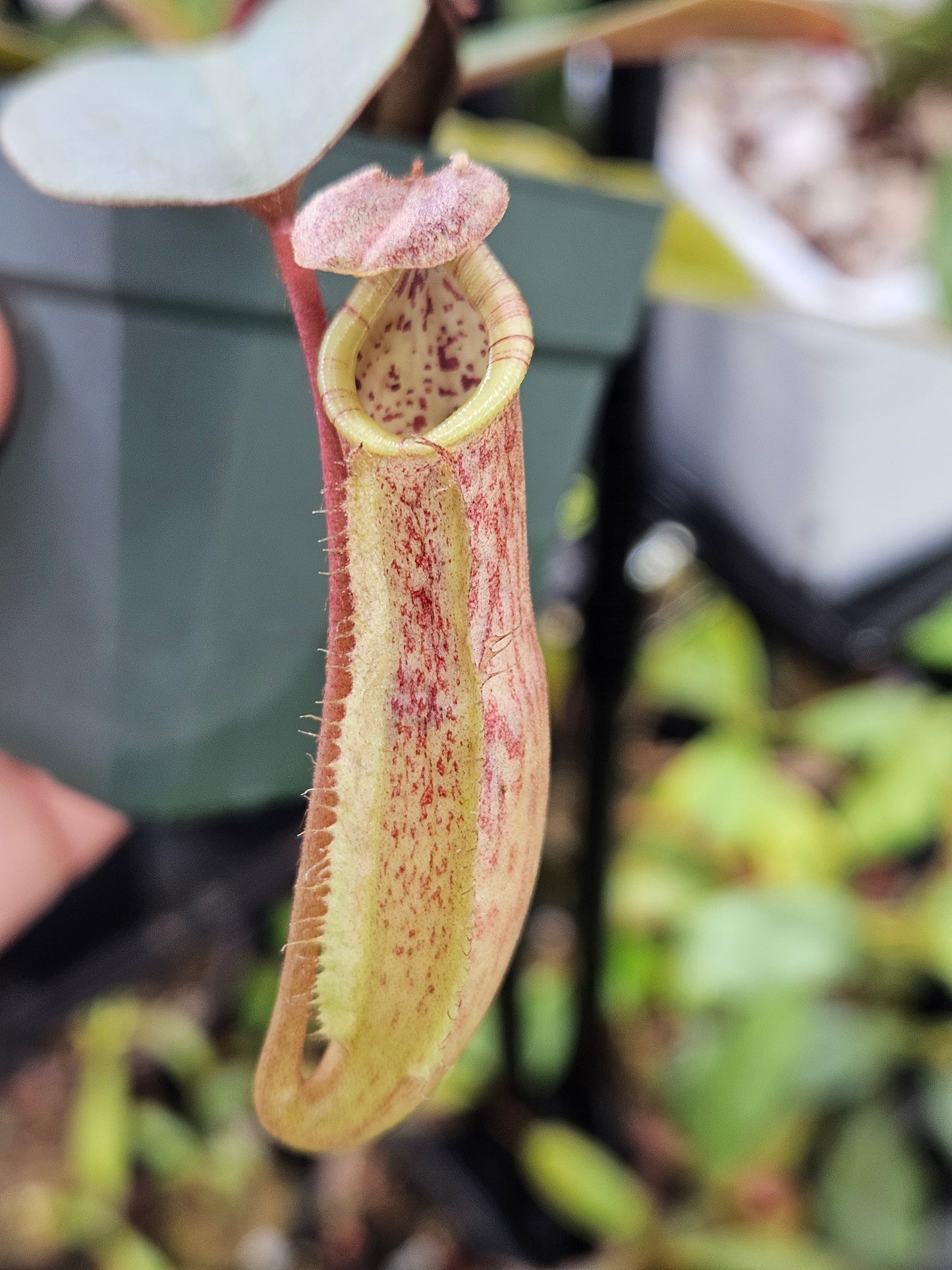 N. peltata x MSLRV - RB