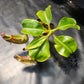 N. maxima (x) x veitchii (m)