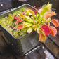 Dionaea m. 'Jersey Devil'