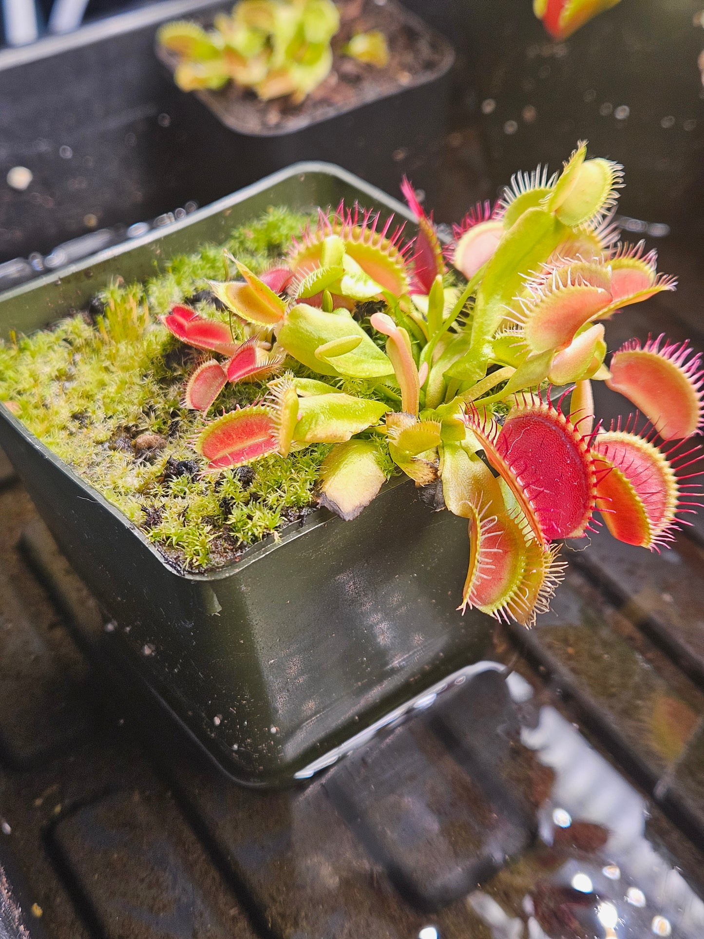 Dionaea m. 'Jersey Devil'