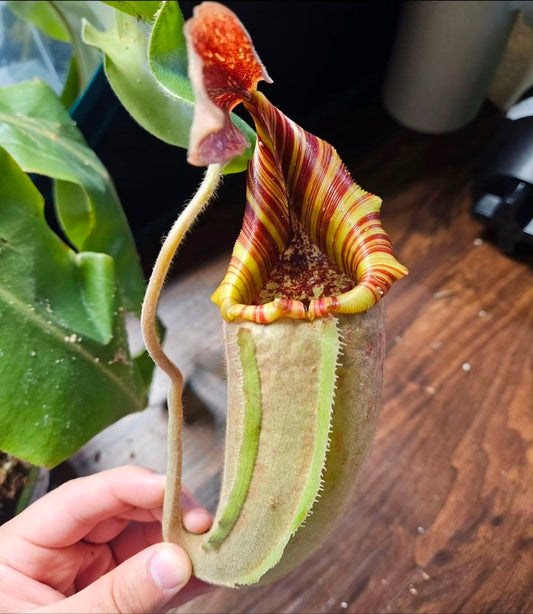 N. (LVB x VMV) x (mollis x veitchii)
