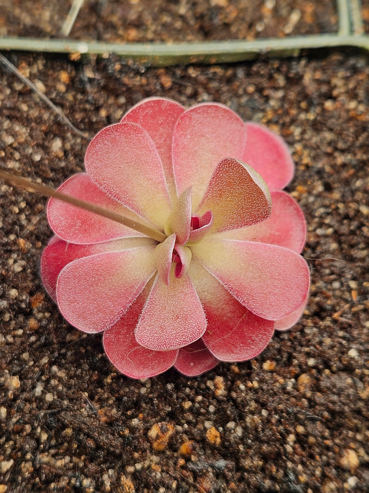 P. 'Johanna'