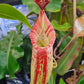 N. (veitchii x burbidgeae) x (LVB x VMV)