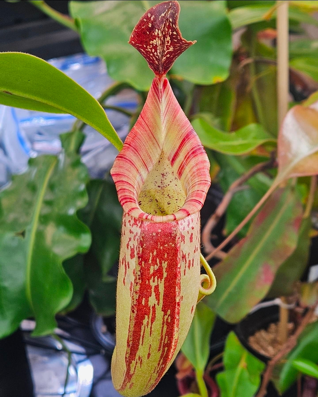 N. (veitchii x burbidgeae) x (LVB x VMV)