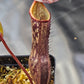 N. boschiana #1