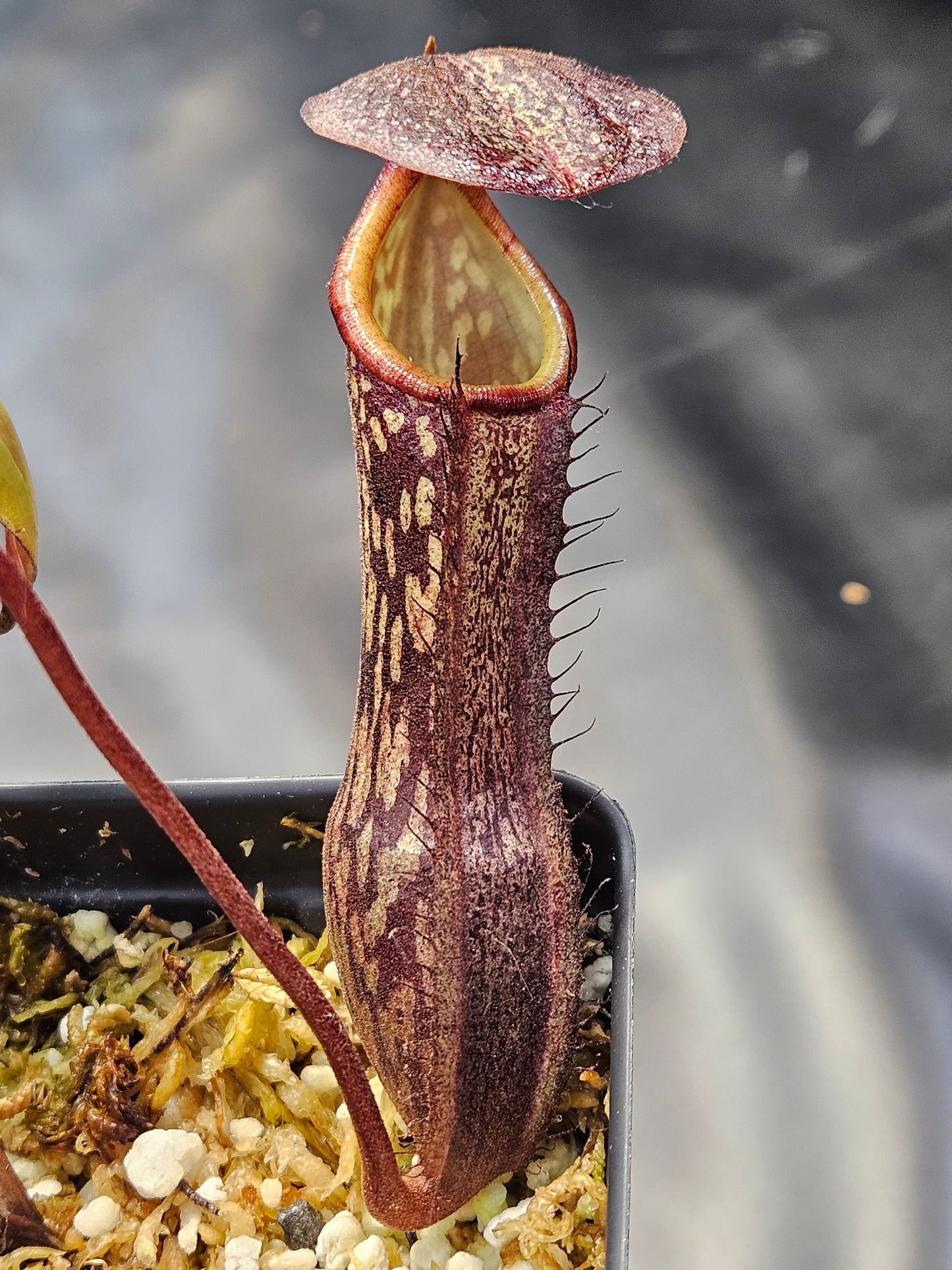 N. boschiana #1