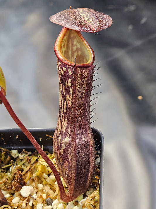 N. boschiana #1