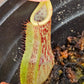 N. 'El Tigre'