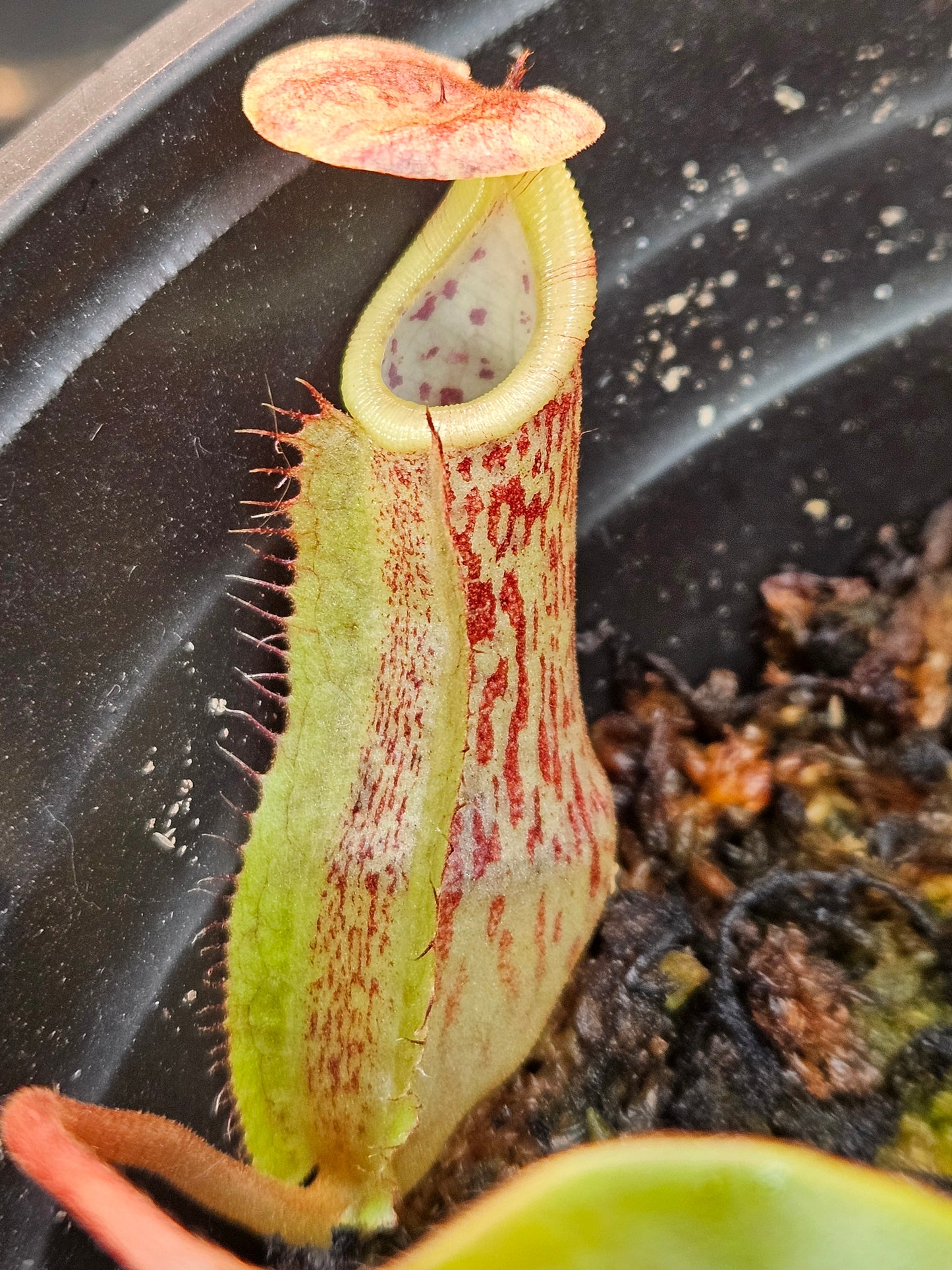 N. 'El Tigre'