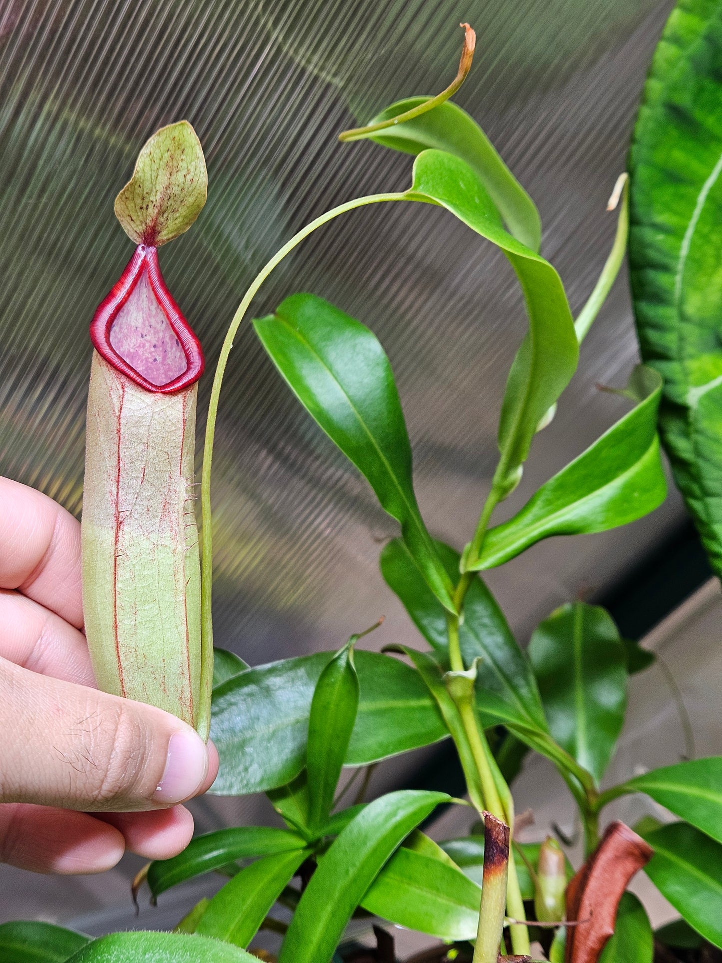 N. truncata x tentaculata