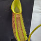 N. maxima JB
