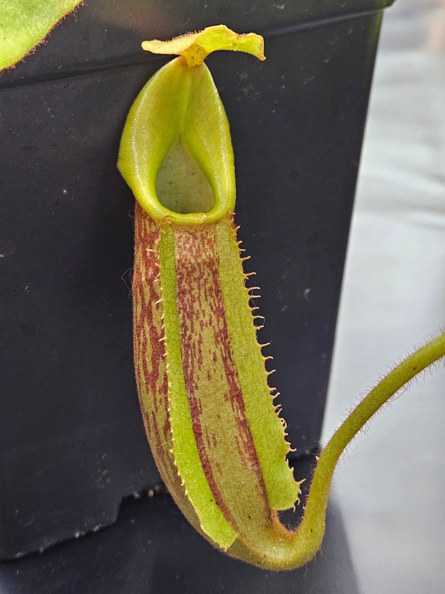 N. maxima JB