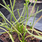D. filiformis
