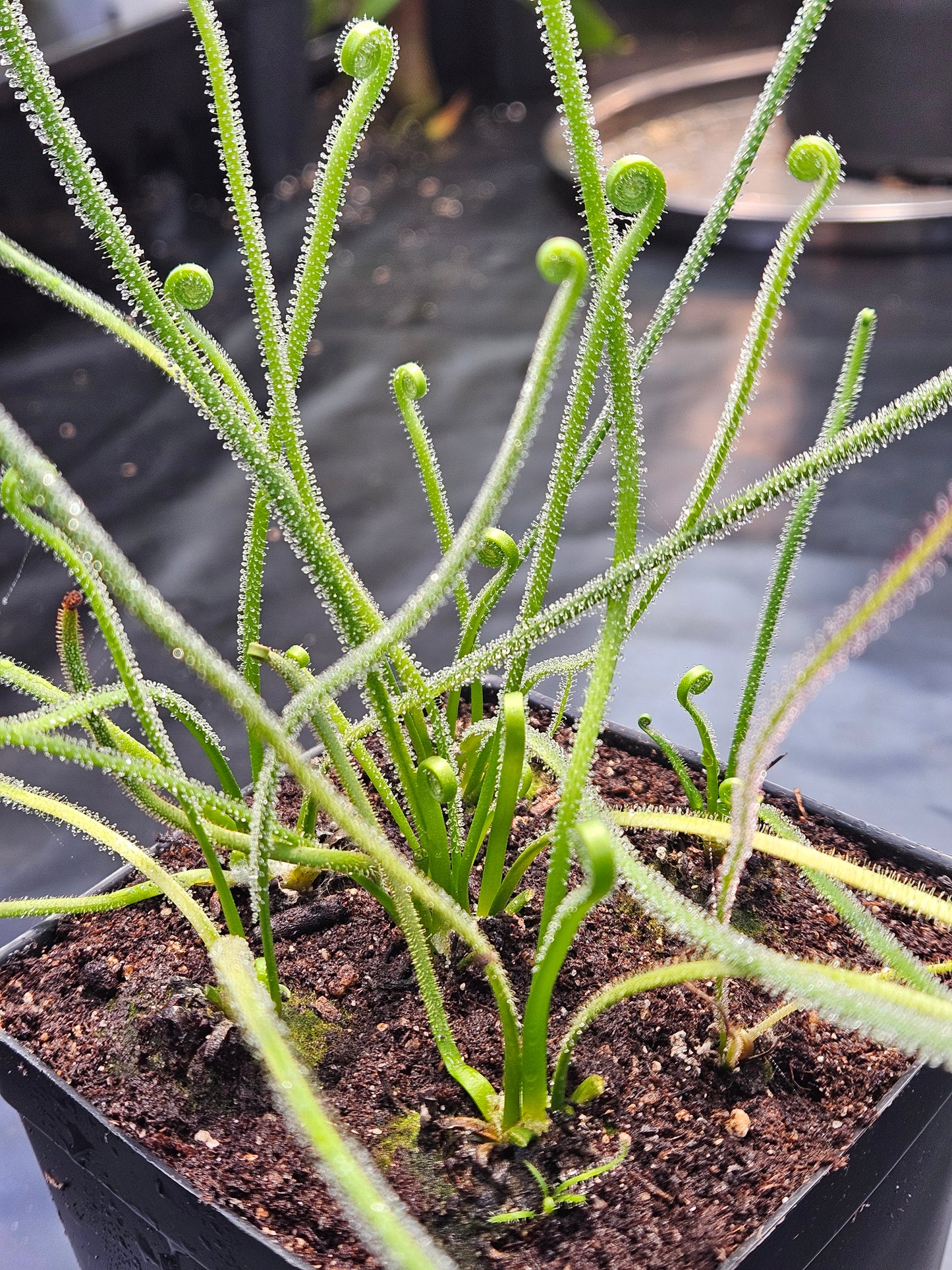 D. filiformis