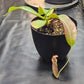 N. (veitchii x burbidgeae) x (LVB x VMV)