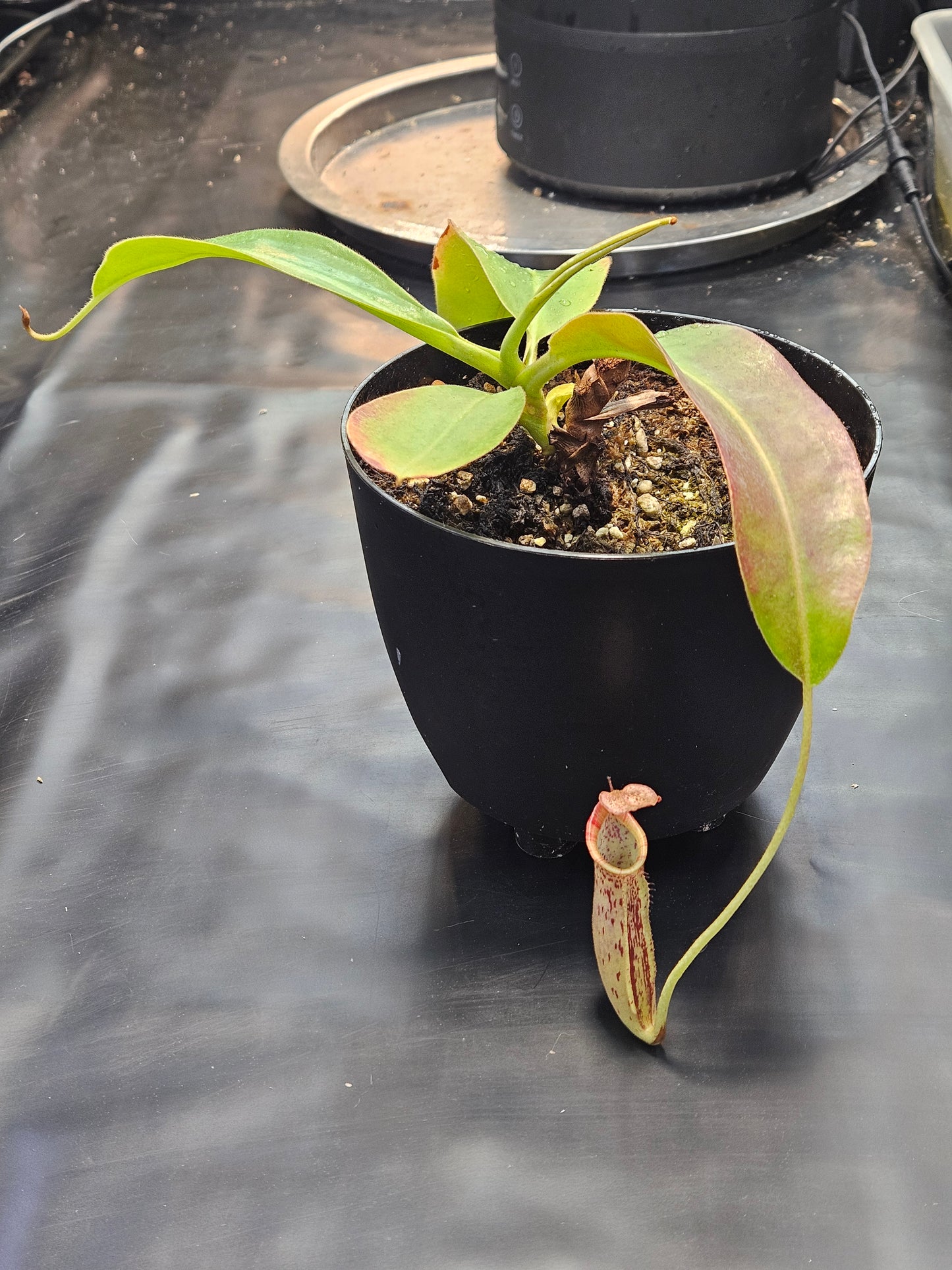 N. (veitchii x burbidgeae) x (LVB x VMV)