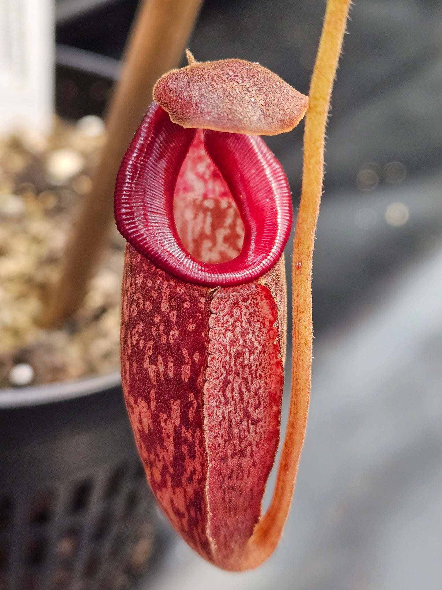 N. talangensis x (veitchii x boschiana)