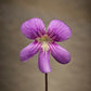 P. 'Johanna'
