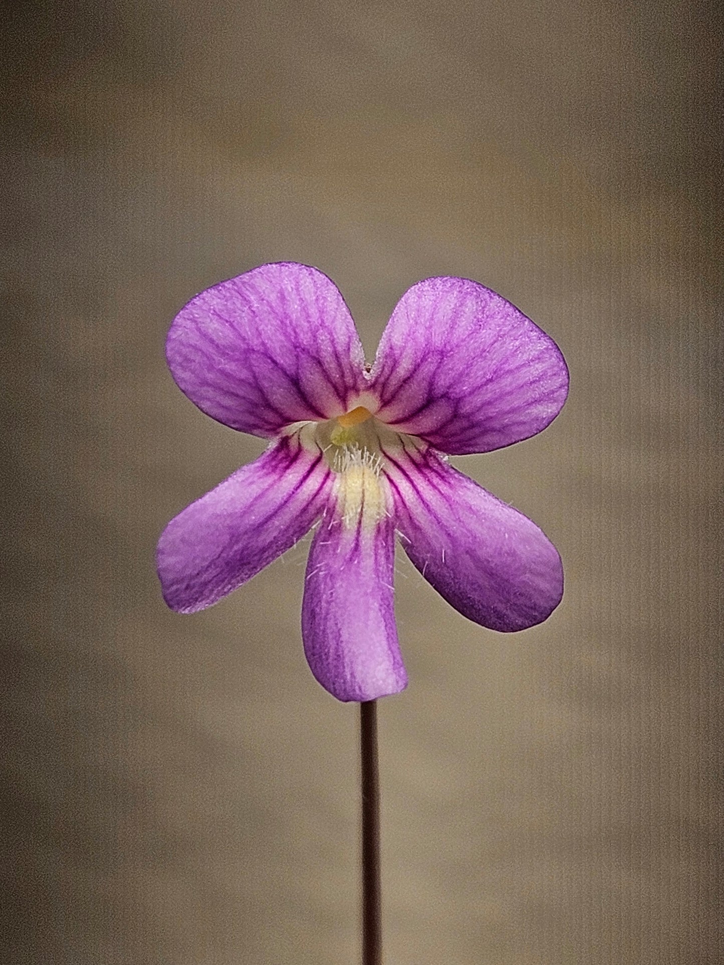 P. 'Johanna'