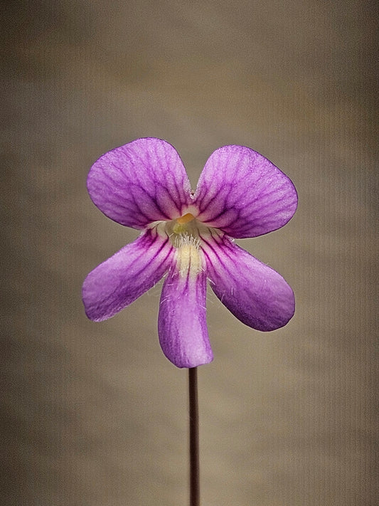 P. 'Johanna'