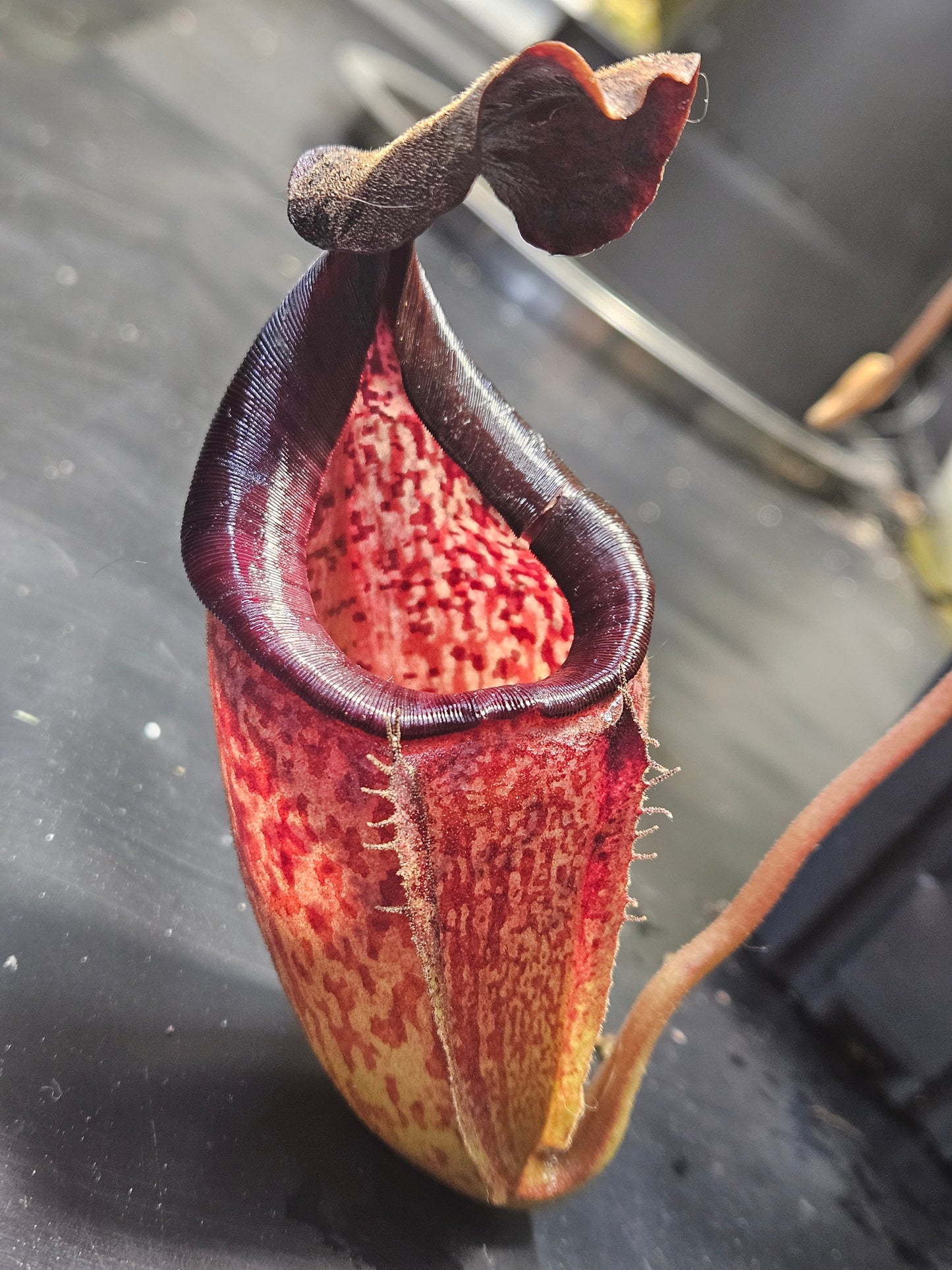 N. burbidgeae x (maxima x talangensis)