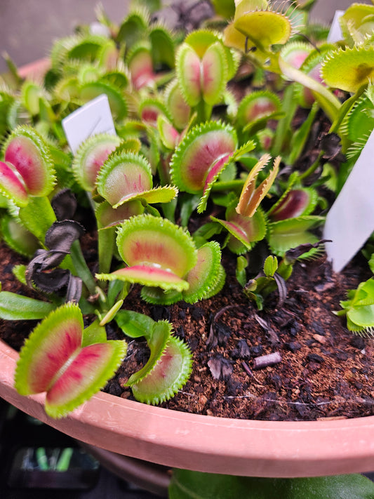 Dionaea m. 'Vitiligo'