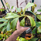 N. {[truncata x (northiana x veitchii)] x ephippiata} x truncata "C"