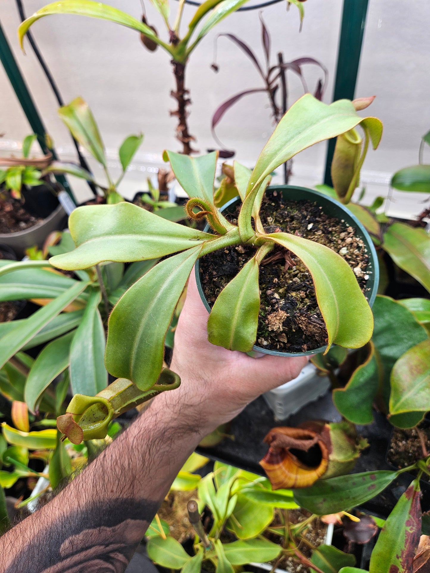 N. {[truncata x (northiana x veitchii)] x ephippiata} x truncata "C"