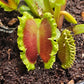 Dionaea m. 'Chinese Dumpling'