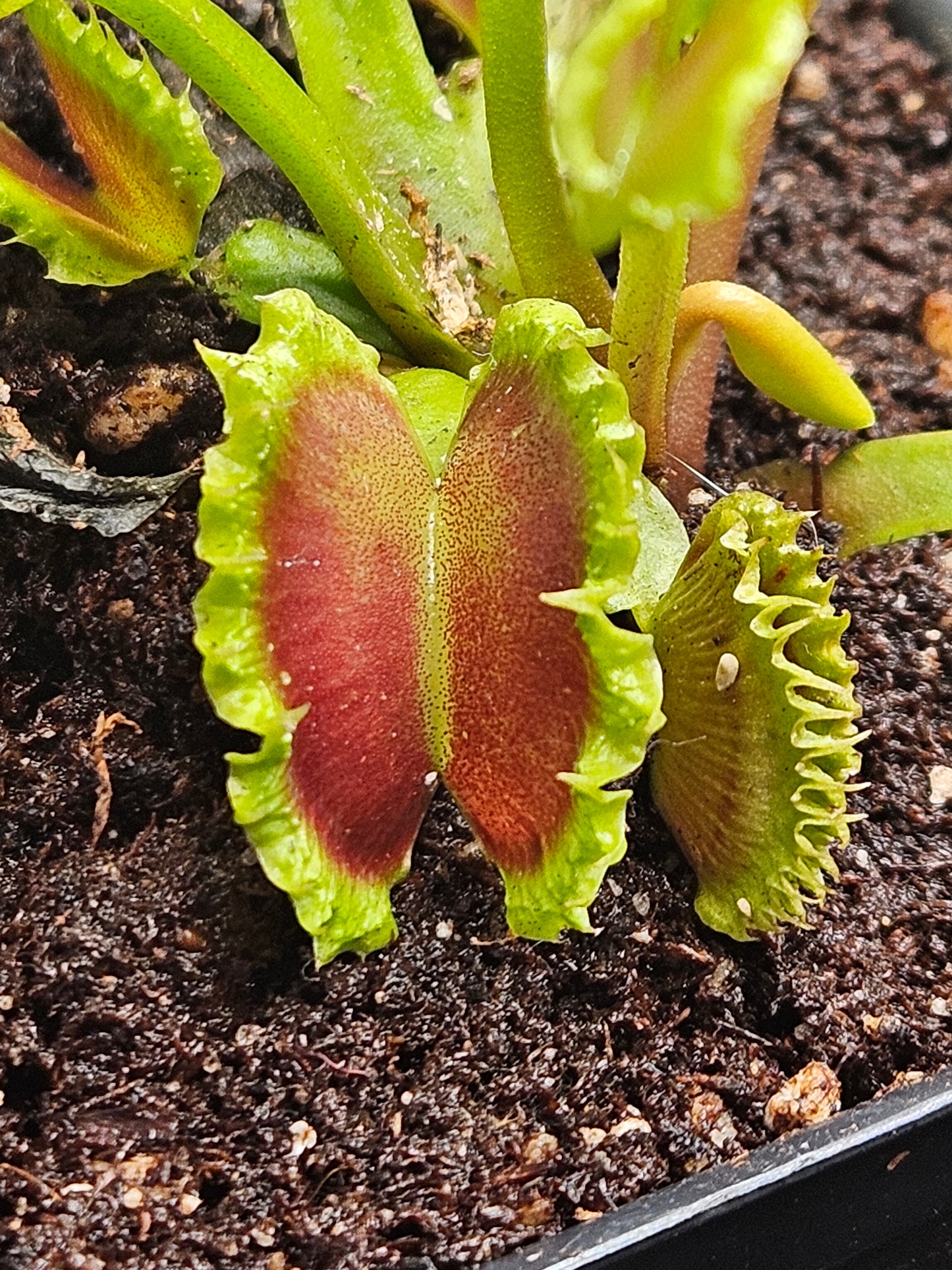 Dionaea m. 'Chinese Dumpling'