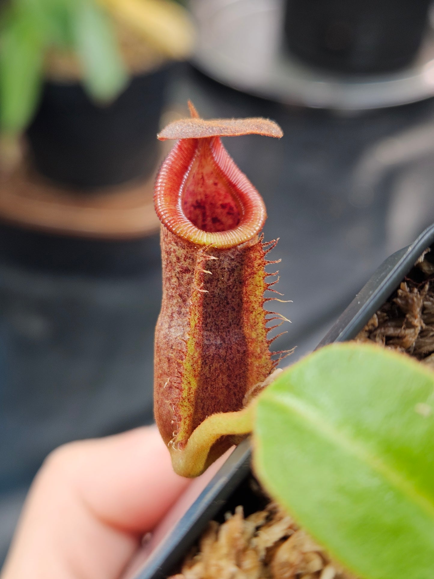 N. [(lowii x boschiana) x veitchii] x (spathulata x edwardsiana)