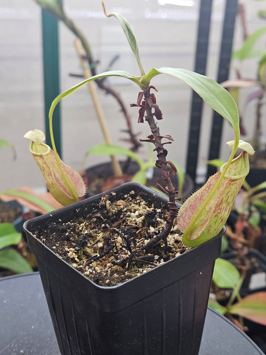 N. rafflesiana 'red' x (globosa x ampullaria 'Black Miracle'