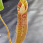N. (veitchii x burbidgeae) x (LVB x VMV) #2