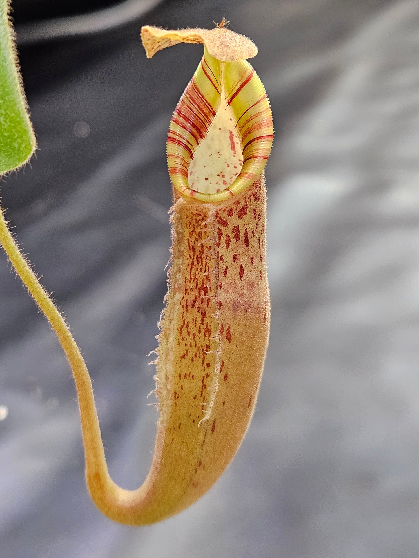 N. (veitchii x burbidgeae) x (LVB x VMV) #2