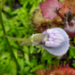 U. graminifolia
