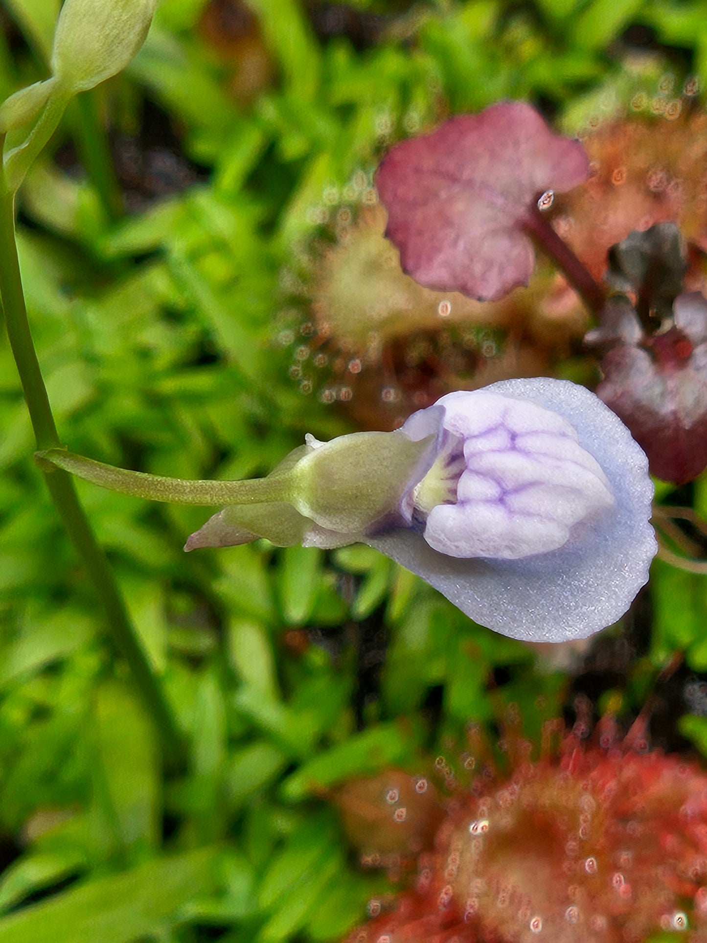 U. graminifolia