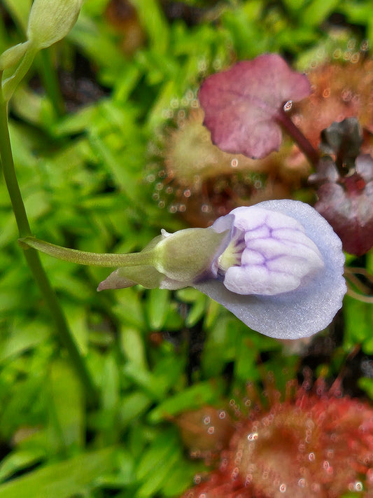 U. graminifolia