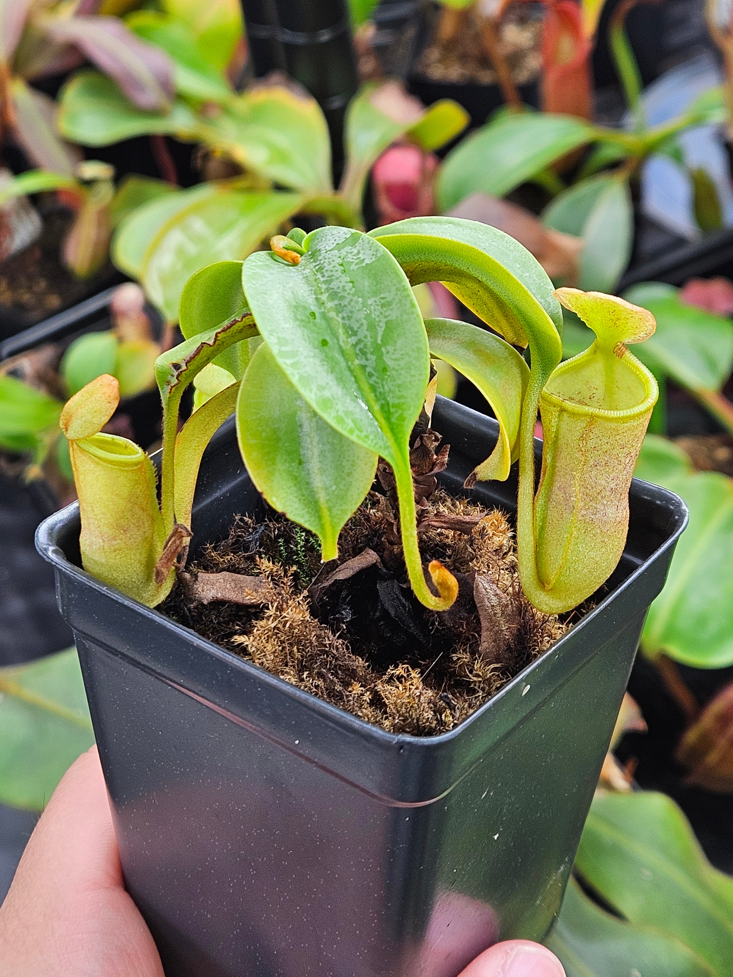 N. [(spectabilis x (lowii x campanulata)] x (lowii x campanulata