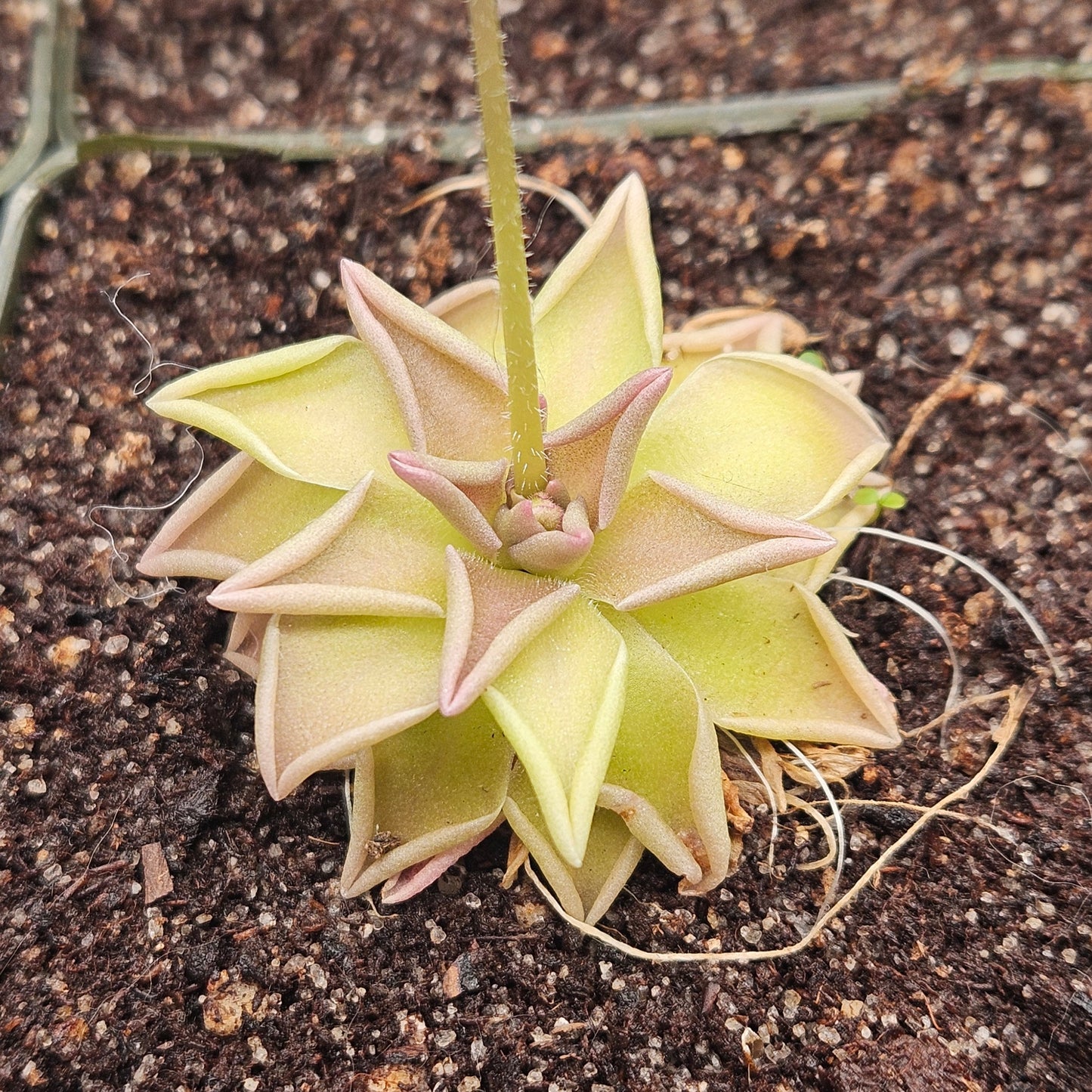 P. 'Estrellita'