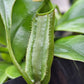 N. bicalcarata x (treubiana x bicalcarata)